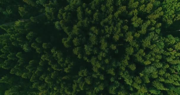 Vue aérienne par drone d'une grande forêt dense et verte à la campagne.