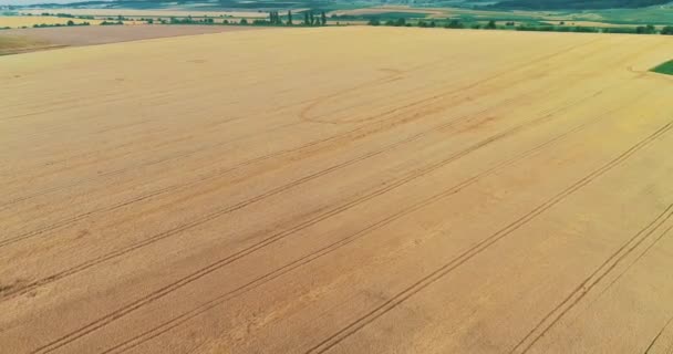 Imágenes de vista aérea de aves sobre el campo de trigo dorado ampliamente cultivado por su grano de cereal de semilla que se cultiva en más área de tierra que cualquier otro cultivo de alimentos . — Vídeo de stock