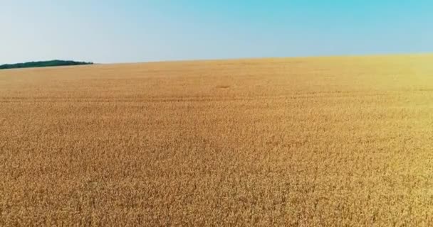 Imagens aéreas da vista do pássaro-olho sobre o campo dourado do trigo amplamente cultivado para seu grão do cereal da semente que é crescido em mais área de terra do que toda a outra cultura do alimento . — Vídeo de Stock