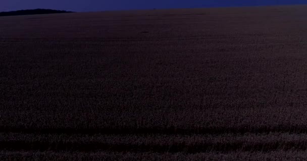 Night footage over wheat field widely cultivated for its seed cereal grain which is grown on more land area than any other food crop. — Stock Video