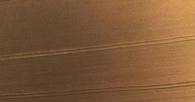 Altın buğday tarlasının üzerindeki hava görüntüleri hasat için hazır, rüzgarda savruluyor..