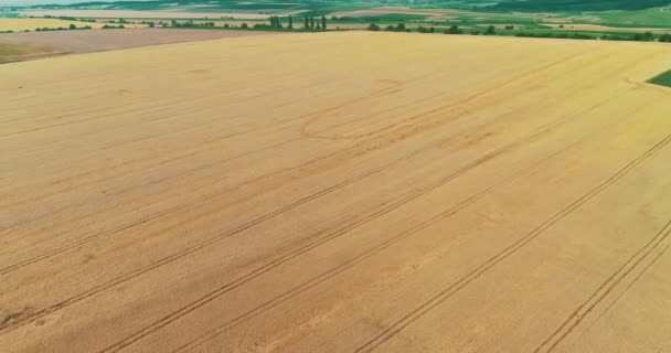 Aerial view of beautiful vast yellow field of ripe wheat plants. — Stock Video