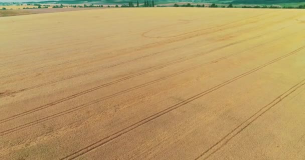 Opptak fra luften over gullkornet hveteåker, klare til innhøsting, blåsende i vinden . – stockvideo