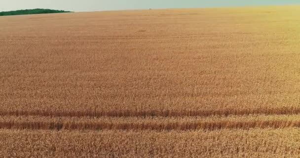 Vista aérea del hermoso vasto campo amarillo de plantas maduras de trigo . — Vídeo de stock