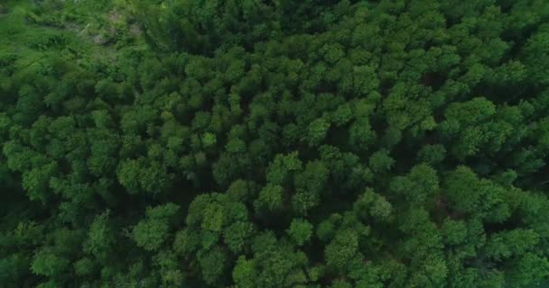 Bosque exuberante del campo de drones girando por encima de las copas de los árboles . — Vídeo de stock
