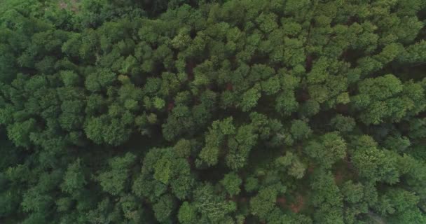 Yoğun orman ağaçlarının güzel yeşil deseninde hava aracı görüntüsü. — Stok video