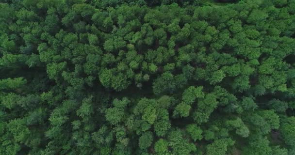 Bosque exuberante del campo de drones girando por encima de las copas de los árboles . — Vídeo de stock