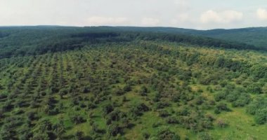 Kestikten sonra orman manzarası ve tekrar büyüyen küçük çalılar.