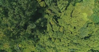 Rüzgârın esintisinden sallanan yaprak döken ağaçların güzel arka planının havadan görünüşü.