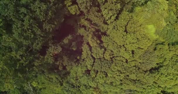 Drohnenblick auf das schöne grüne Muster dichter Baumkronen im Wald. — Stockvideo