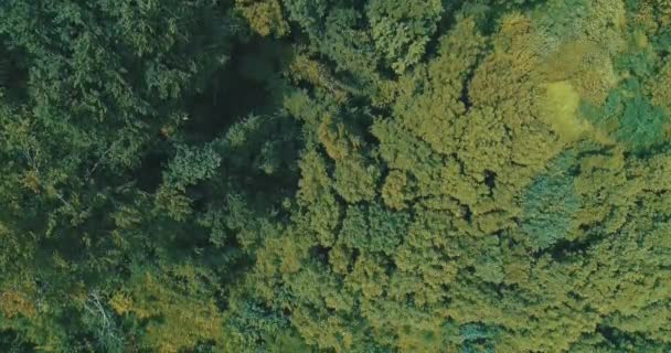 Luchtfoto drone uitzicht op het prachtige groene patroon van dichte bos boomtoppen. — Stockvideo