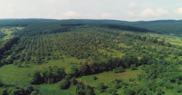 Vista superior de la zona forestal después de talar y pequeños arbustos creciendo de nuevo . — Vídeos de Stock