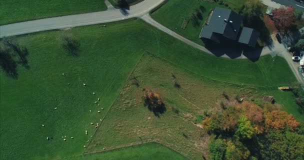 Drone φωτογραφία της μονοκατοικίας αγρόκτημα με πράσινη οροφή και μεγάλη αυλή πράσινο γρασίδι με κατοικίδια ζώα. — Αρχείο Βίντεο