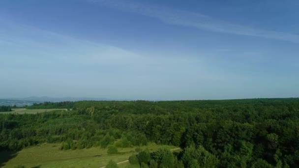 Дивовижний свіжий зелений ліс махає на світлому весняному вітрі під прозорим блакитним небом . — стокове відео