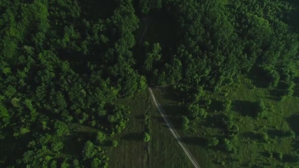 Genç bir çam ormanındaki vahşi yolun en üst görüntüsü. — Stok video
