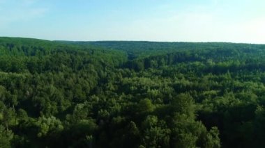 Genç bir çam ormanındaki vahşi yolun en üst görüntüsü.