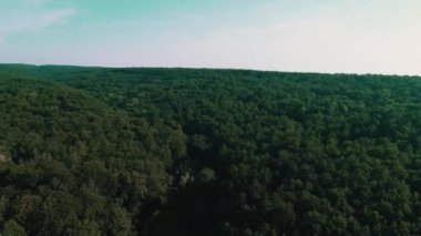 Genç bir çam ormanındaki vahşi yolun en üst görüntüsü.