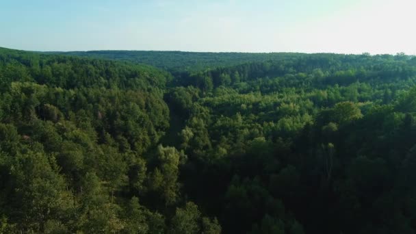澄んだ青空の下で春の風に揺れる新緑の森. — ストック動画