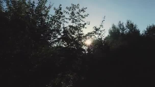 木のキャノピーの枝に緑豊かな緑の葉を通して輝くサンビーム. — ストック動画