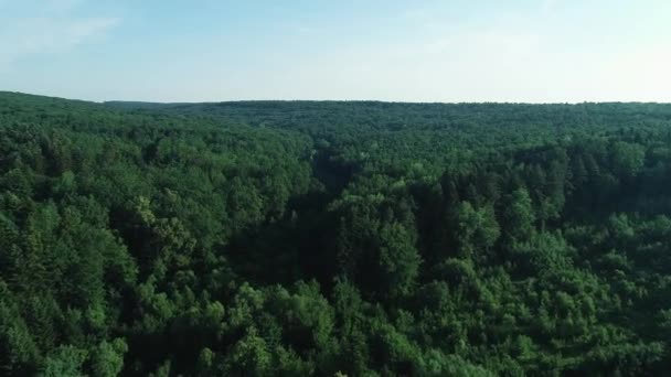 Концепція захисту навколишнього середовища. Густий літній лісовий пейзаж зверху в сонячний день . — стокове відео