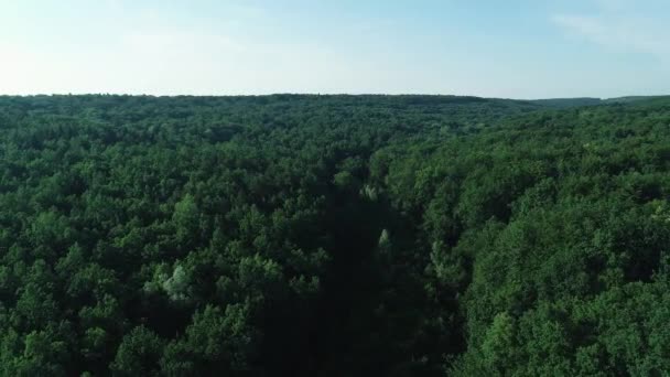 Incroyable forêt verte fraîche agitant le vent léger du printemps sous un ciel bleu clair . — Video