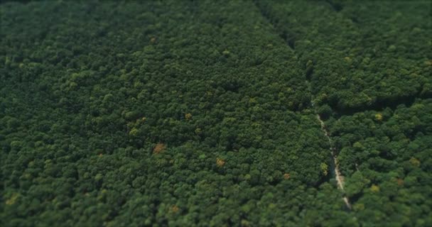 Movimento de drones ao longo do caminho estreito na bela floresta com copas de árvores começando a tomar cores de outono . — Vídeo de Stock