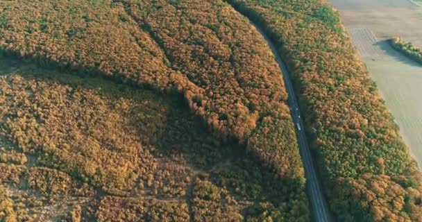 Вид на повітряний дрон великого порожнього порожнистого всередині жовтого осіннього лісу . — стокове відео