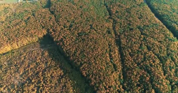 Вид на повітряний дрон великого порожнього порожнистого всередині жовтого осіннього лісу . — стокове відео