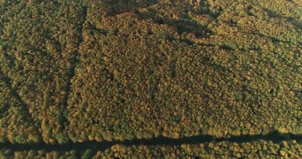 4K vue aérienne sur forêt colorée d'arbres mixtes denses de pins et de feuillus .