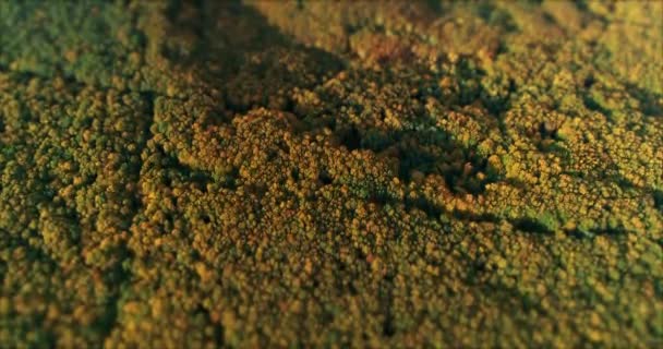 4K vista aérea sobre floresta colorida de densas árvores mistas de pinheiros e árvores caducas . — Vídeo de Stock