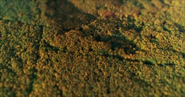 4K vue aérienne sur forêt colorée d'arbres mixtes denses de pins et de feuillus .