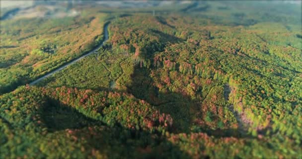 黄色の秋の森の中に大きな空の中空の空中ドローンビュー. — ストック動画