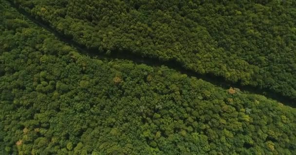 Dron pohyb podél úzké stezky v krásném lese s vrcholky stromů začíná mít podzimní barvy. — Stock video