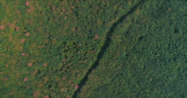 Drone motion along narrow footpath in beautiful forest with treetops starting to take autumn colors. — Stock Video