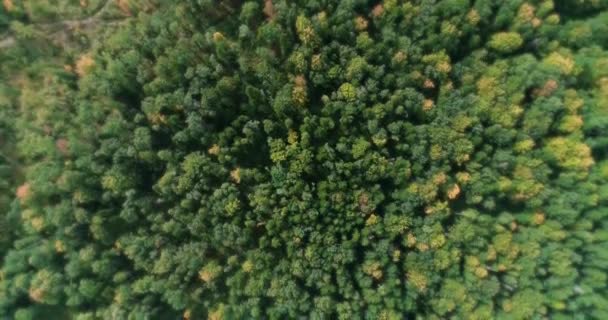 Vista aérea 4K sobre colorido bosque de densas copas de árboles mixtos de pino y árboles de hoja caduca . — Vídeos de Stock