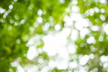 Doğal yeşil yaprakların bulanıklığı beyaz arkaplan. 