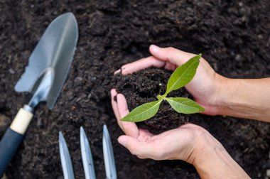 Adamların iki eli toprağa ekilmek üzere saksı fidanı taşıyordu..