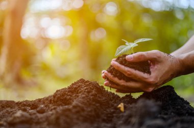 Adamların iki eli toprağa ekilmek üzere saksı fidanı taşıyordu..