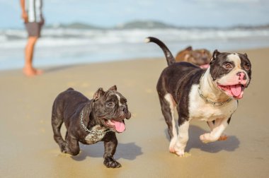 Sahilde koşan pitbullar. Plajda yürüyen pitbullar..