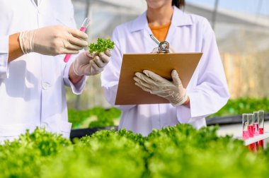 tarım, bahçıvan, çiftlik, hasat, sebze, teknoloji konsepti. Çiftçi takımı, iyi tarımsal kalite denetimi için marul araştırması yapıyor..