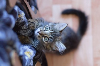 Küçük gri bir kedi yavrusu kanepede pençelerini keskinleştiriyor. Yukarıdan görüntüle.