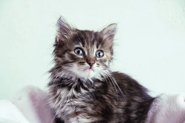 Close Portrait Little Gray Kitten Pink Plaid — Stock Photo, Image