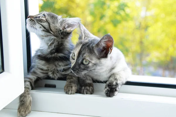 Küçük Kedi Pencerede Oturuyor Caddeyi Yakından Izliyorlar — Stok fotoğraf