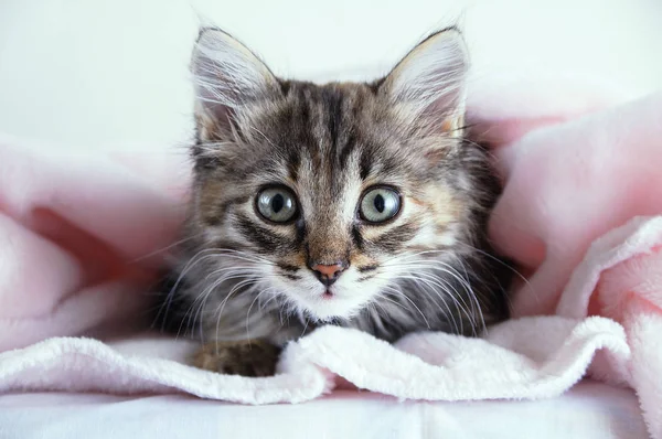 Beyaz bir arka planda pembe bir ekose üzerinde oturan küçük gri bir kedi yavrusunun portresi. Kameraya bak..