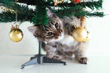 Küçük gri kedi yavrusu Noel ağacının altında Noel toplarıyla oynuyor.