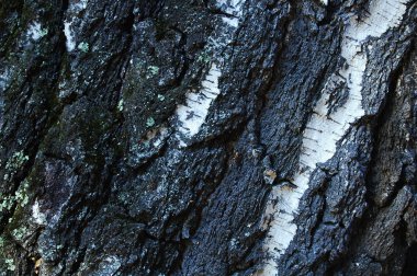 Kuzey huş ağacının ormandaki kabuğu. Doku yakın çekim.