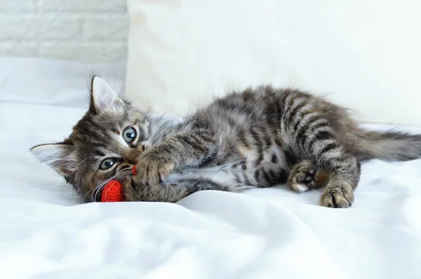 一只灰色的小猫咪以针织玩具心形的爪子玩耍 躺在床上 — 图库照片
