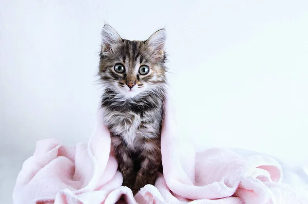 Small Gray Kitten Sits Covered Pink Plaid White Background — Stock Photo, Image