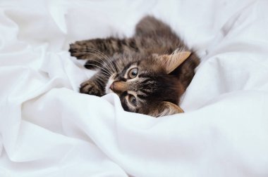 Küçük bir kedi yavrusu beyaz bir çarşafın üzerinde yatıyor. Kameraya bak. Yakın plan..