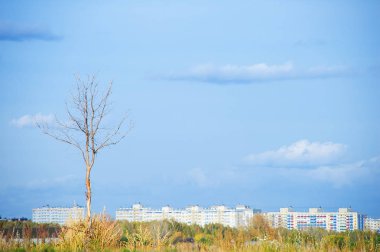 Güneşli bir havada, bir uyku alanının arka planında yapayalnız bir ağaç..